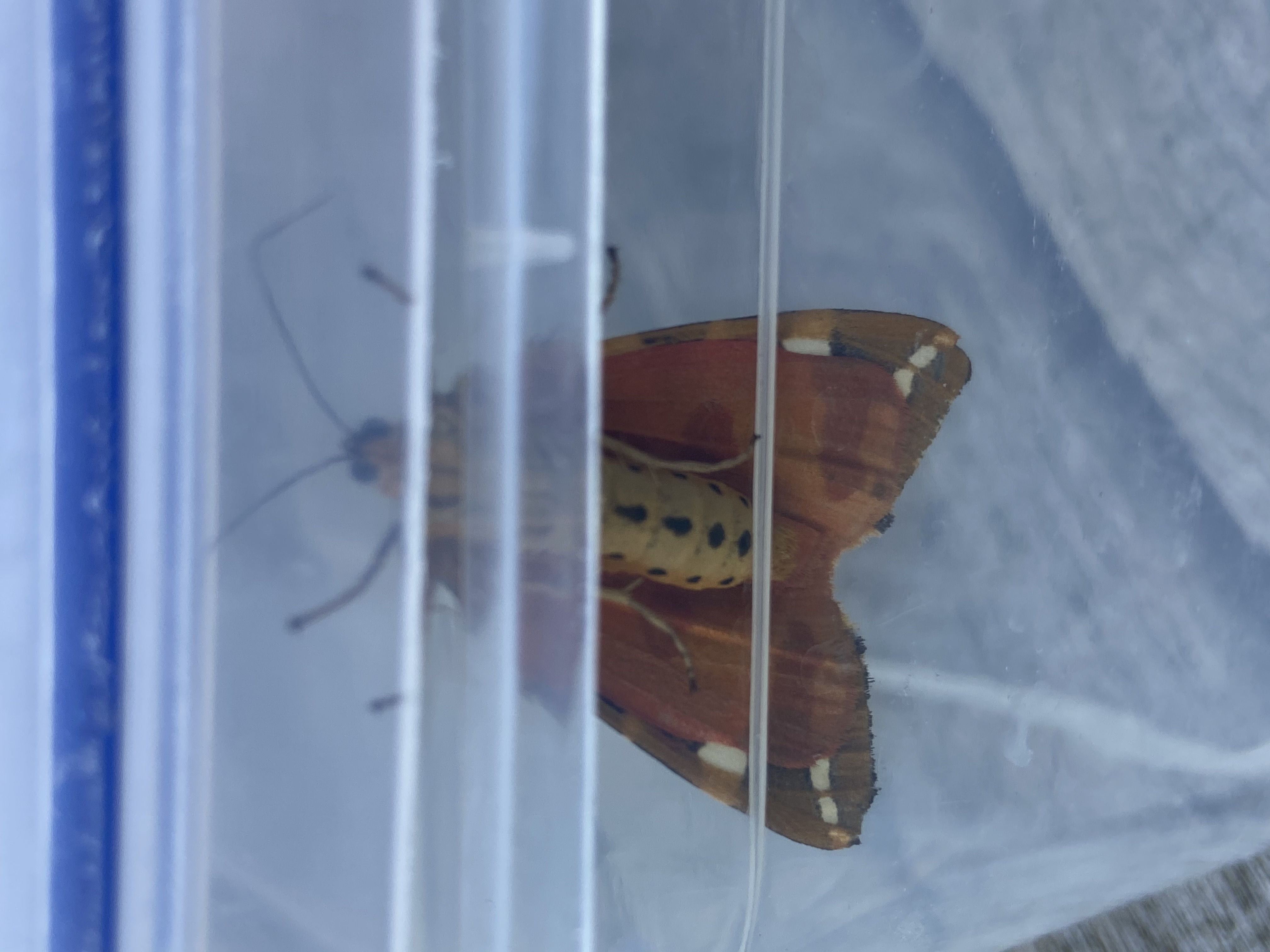 Photo of Jersey Tiger (Euplagia quadripunctaria)